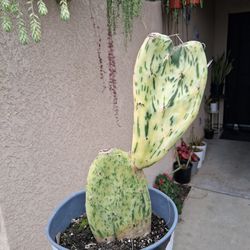 Variegated Sunburst Cactus 🌵 $10