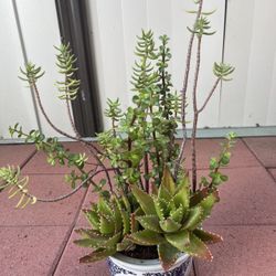 Large Homegrown Beautiful Mixed Succulents In Asian White Blue Ceramic Pot 