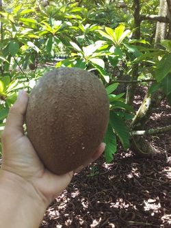Sale! Key West Mamey. Only $2 a Pound