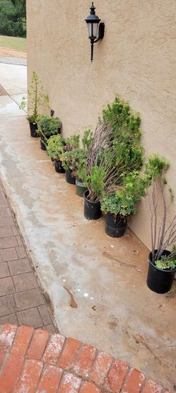 Cheap Succulents - Many Varieties