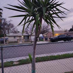 Three-headed Yucca Tree Plant