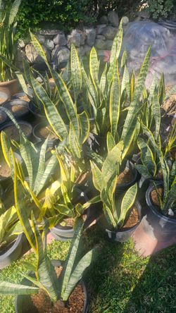 Snake plant  lengua de suegra