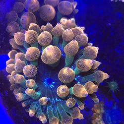 Rose anemone rbta coral