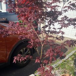 Japanese Red Maple Trees 