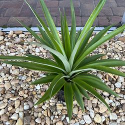 Pineapple Plant 🍍