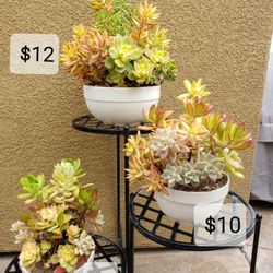 Succulent Arrangements