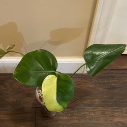 Variegated Monstera Aurea Rooted Plant