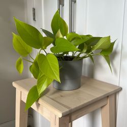🍃 Pothos 'Neon' 🍃