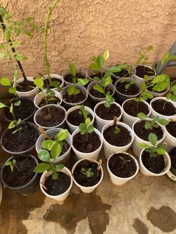 citrus fruit seedlings $10 each