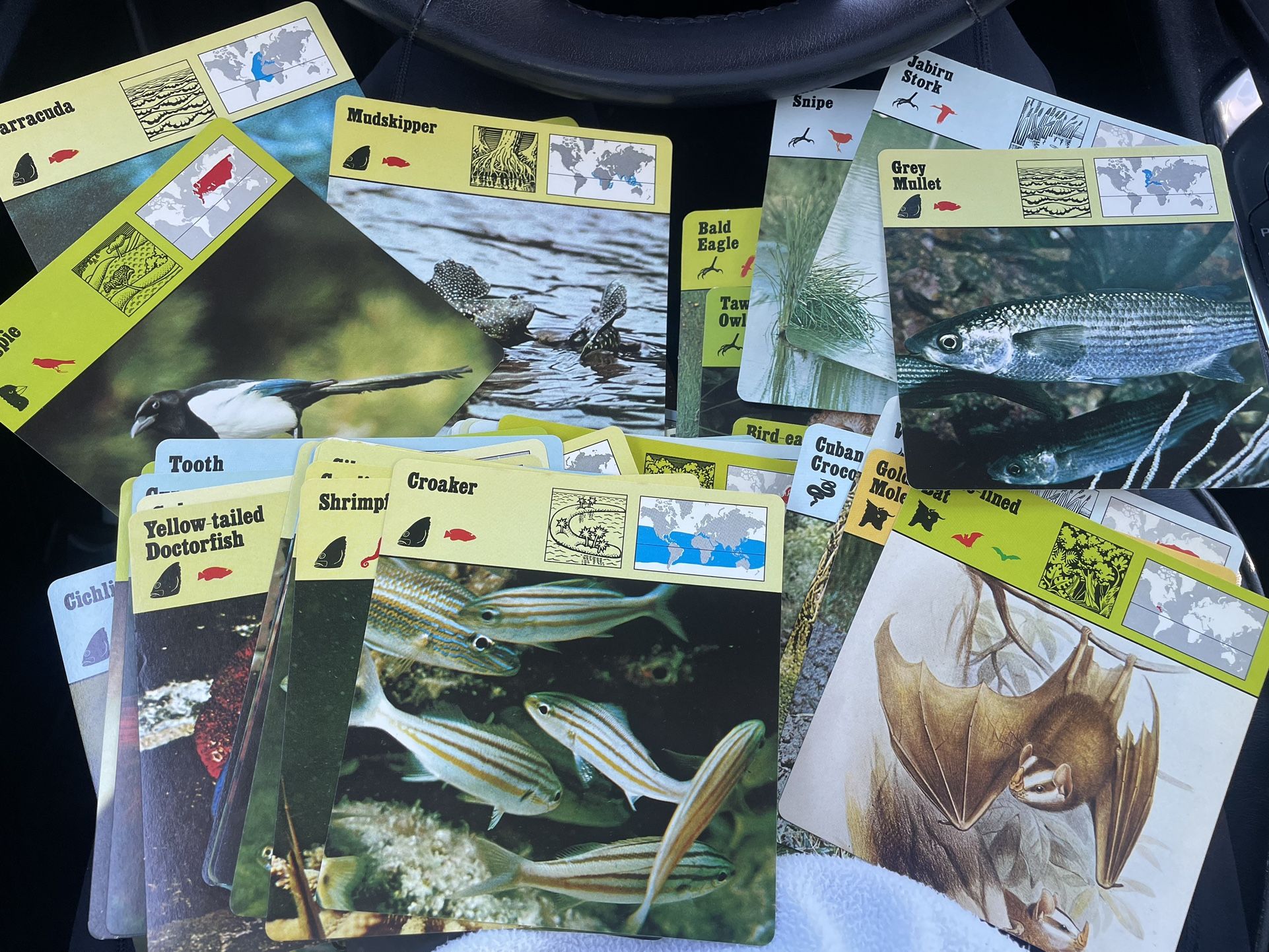 Vtg 1976 Lot of 150 Rencontre. Animals, Fish , Seabirds, Birds Sealife, etc. Great condition. Flash Cards