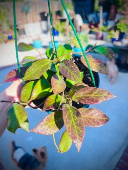Hoya Sunrise Plants Beautiful Sunstress on leaves
