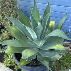 Blue Agave 