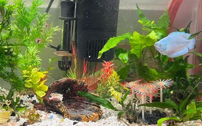 Aquarium, 10 gallon