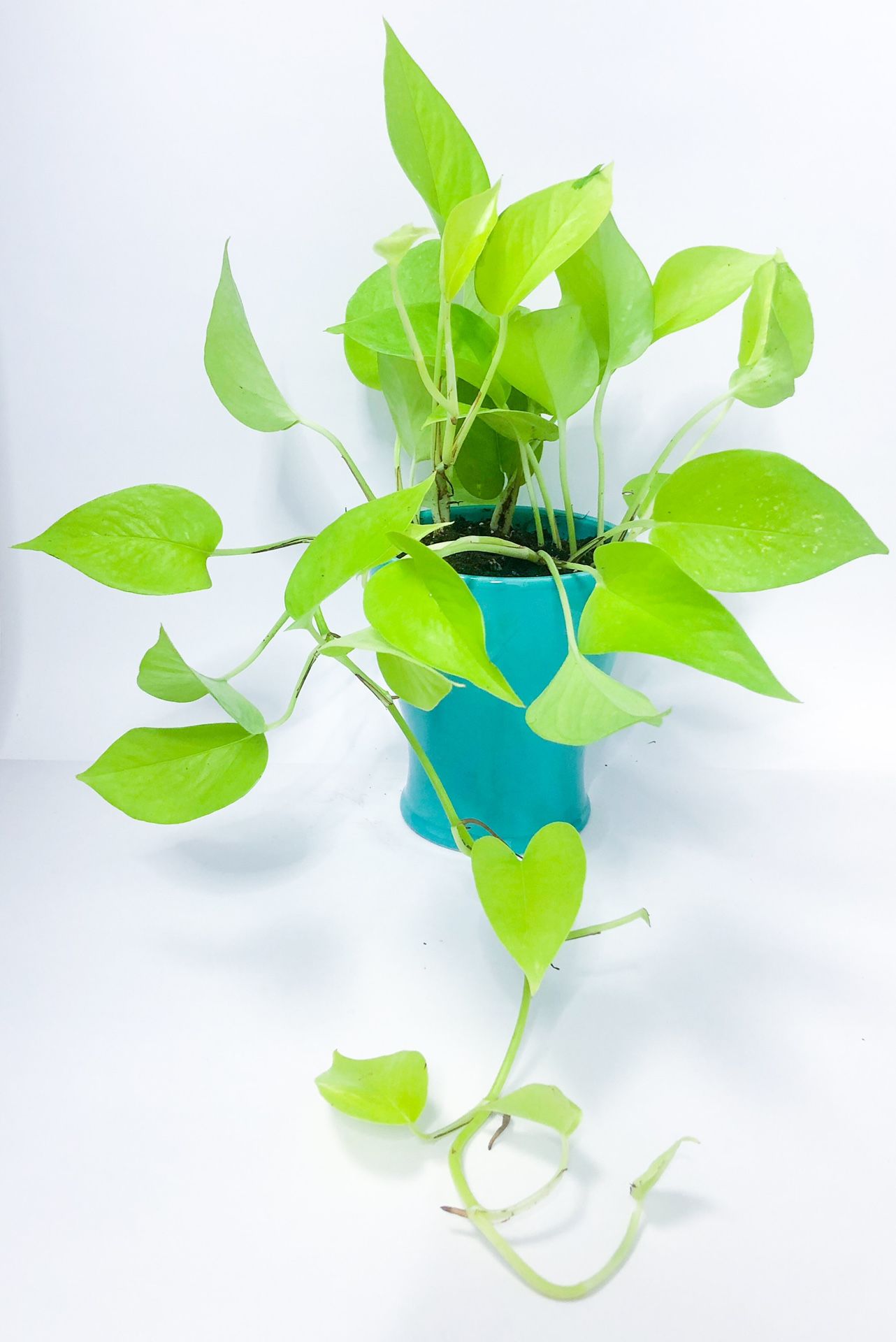 Neon Pothos In Ceramic Pot