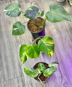 Three Monsteras $85