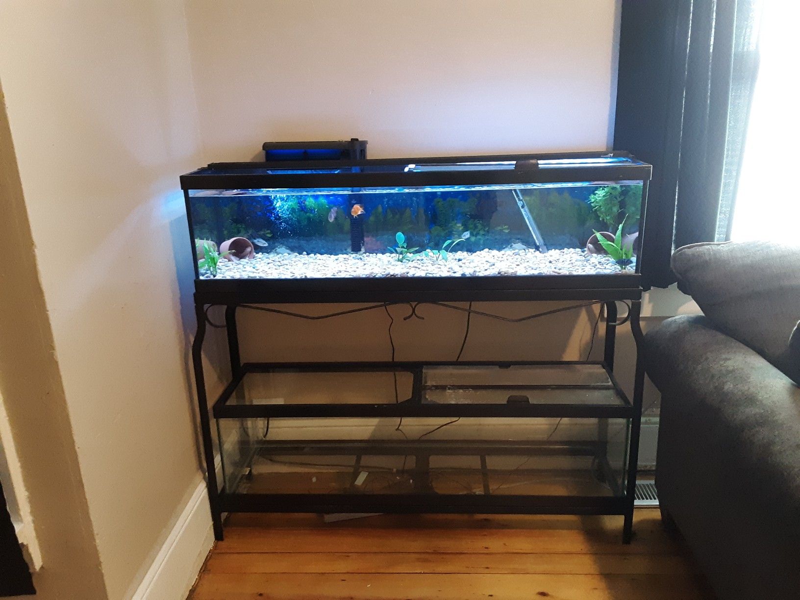 33 gallon long fish tank