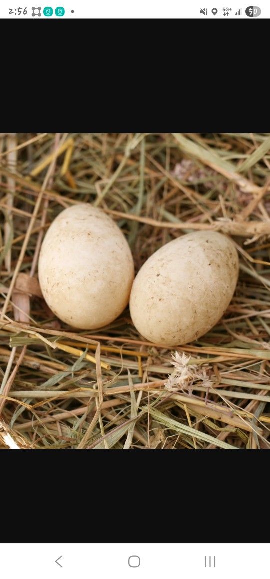 Fresh Duck Eggs