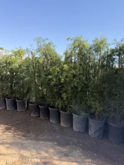 Podocarpus 15 Gal Privacy Shrubs