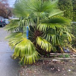 Palm Tree, 7”0, Color Is Green And Is Good 👍 