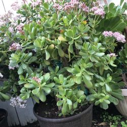 Potted Plants 🪴 For Sale $20 Each 