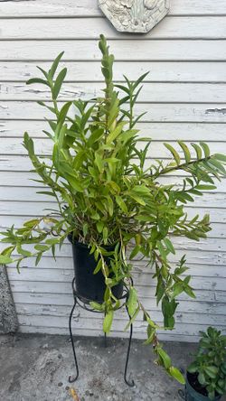 Yellow orange dendrobium Orchid plant