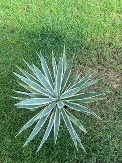 Caribbean Cactus