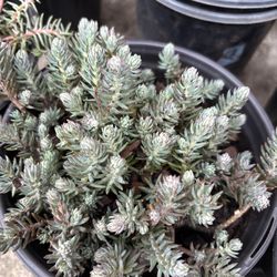 Blue Spruce Sedum plants homegrown