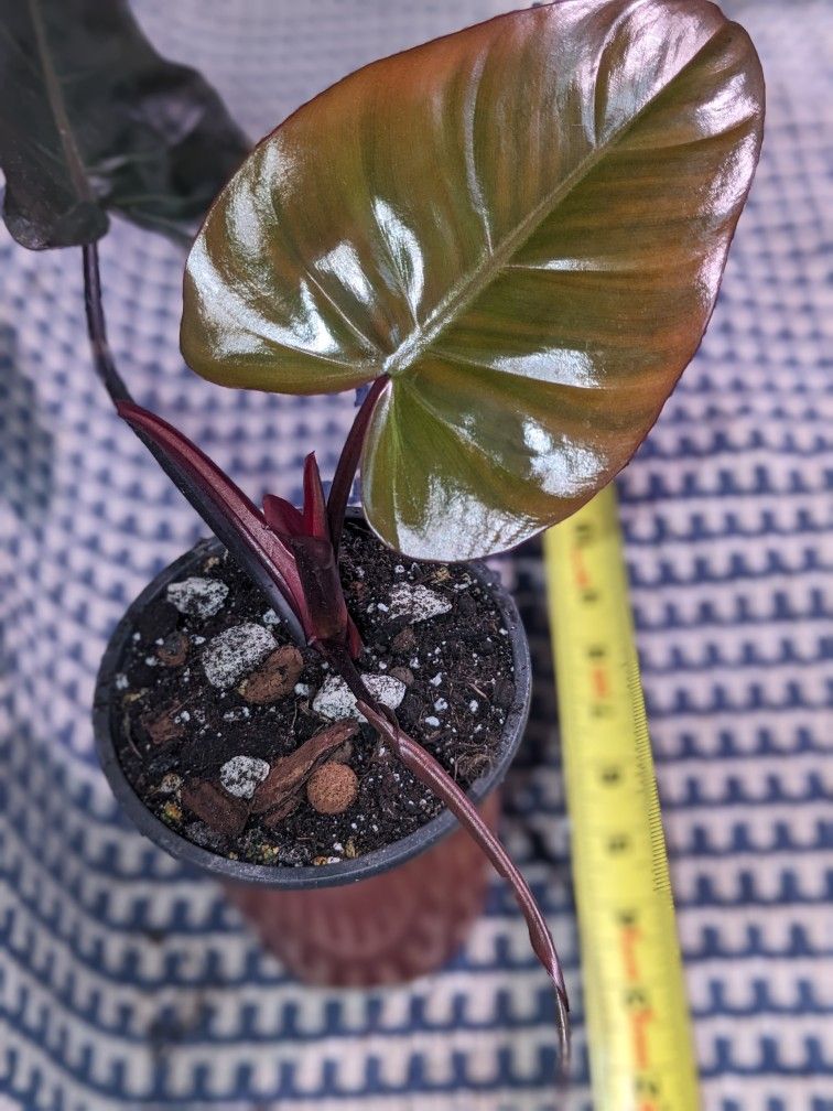 Dark Lord Philodendron 