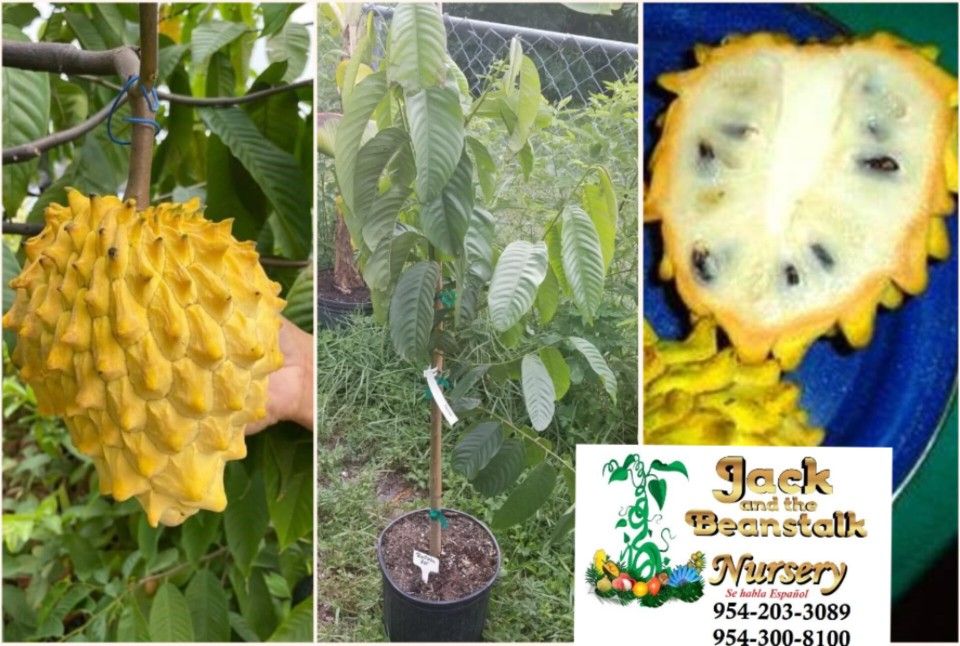 Rollinia Deliciosa Airlayered Trees In 3gal Arboles De Biriba Suncuya En 3gal