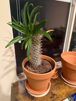 Cactus (I think)