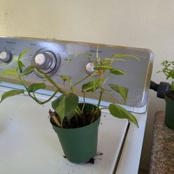 Potted Plant