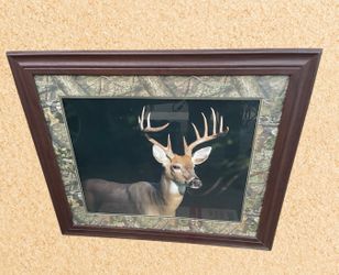Picture of a Deer 34” X 40”