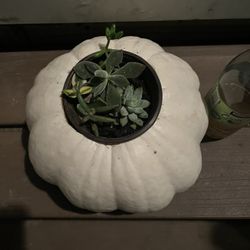 Pumpkin Plant 