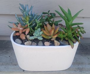 Succulent Mix Pot 🪴