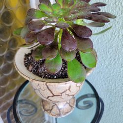 Healthy Succulent Plant In Ceramic Pot.