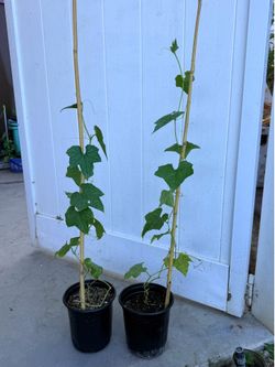 大丝瓜苗/Big luffa starter plants /seedlings