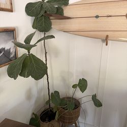 Fiddle Leaf + Monstera
