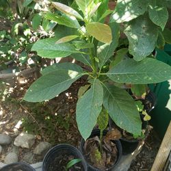 Avocado HassTrees