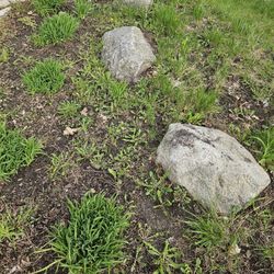 Lily's, Hostas, Boulders