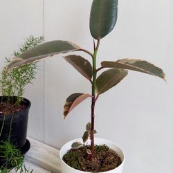 Living Plant 🌱 20"H Rubber Tree (Symbolize Growth, Abundance, Happiness, and Wealth) on 6"H White Pot with Tray ::: Indoor