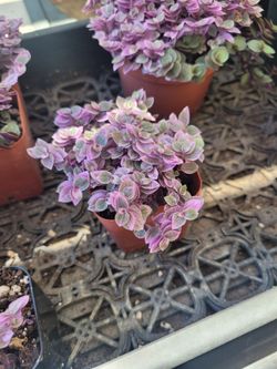 Callisia repens "Pink Panther" (Inch Plant)
