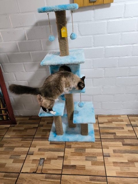 Pro Cat Tree π³ π»