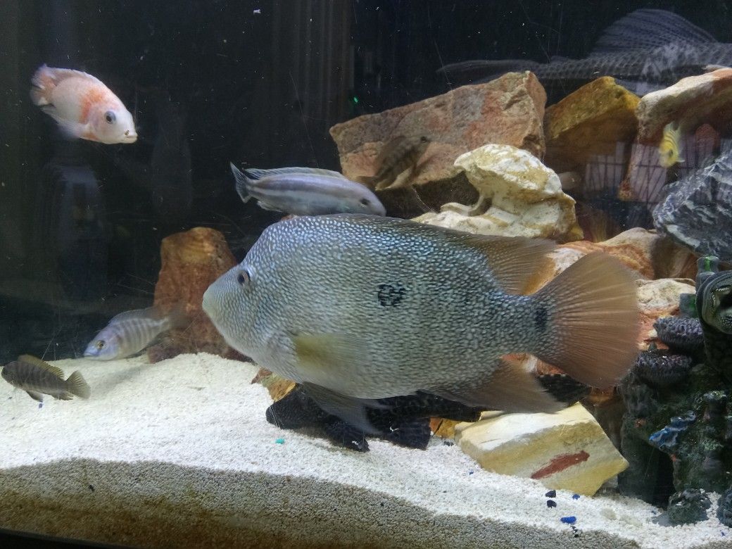 Fish Tank Sale..
