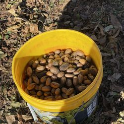 3 Gallon Of Pecans In Shell