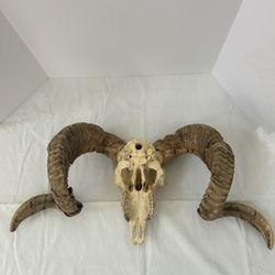 Ram Skull With Horns
