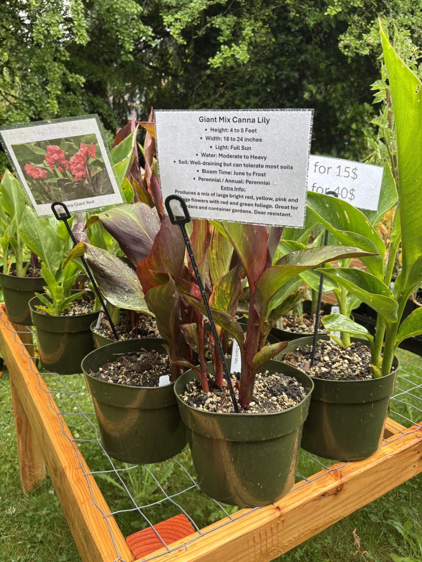 Giant Mix Canna Lily