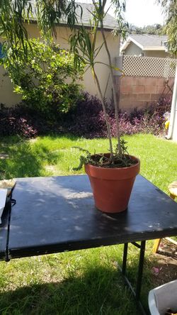 Dragon Tree with Chandelier Plant and Burro's Tail, potted