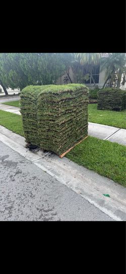 Palmetto sod