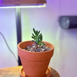 Gollum Jade Plant - Perfect for Talented Plant Lovers