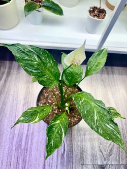 Blooming variegated Spatiphillum